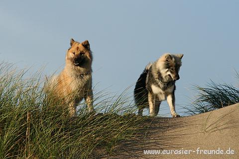 (Foto Goslar)_daenemark_2010_IMG_0496_Stenbjerg_Landingsplads.jpg - ... mit einer wunderschnen Dnenlandschaft.